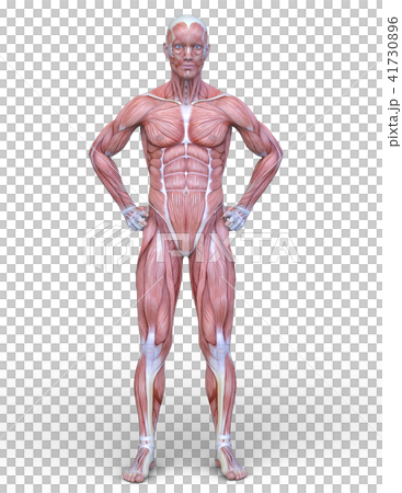 Male human body model 41730896