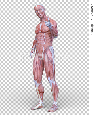 Practicing human anatomy. Please point out any and all issues with  proportions, shape, etc. : r/learntodraw