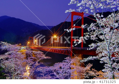 大渡ダムの桜 大渡ダムの桜 41731325
