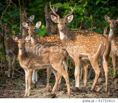 Sika or spotted deers herd in the jungle 41731611