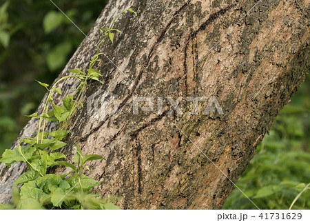 Tiger claws scratches on tree as territory border 41731629