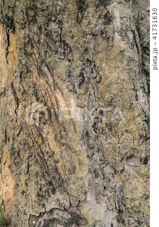 Tiger claws scratches on tree as territory border 41731630