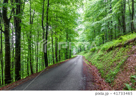 Mountain road through dense beech tree forest 41733465