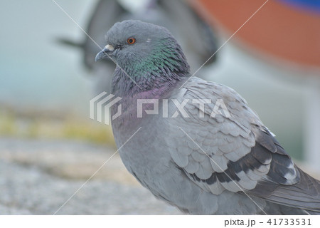 鳩 41733531