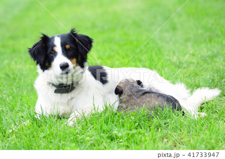 dog and her son 41733947