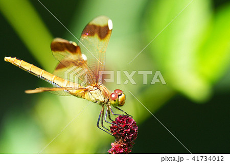 ミヤマアカネ（メス）とワレモコウの花 41734012