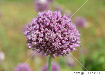 紫色の花葱 紫色の花葱 41734110