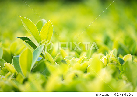 Close up green leaf in plantation Close up green leaf in plantation 41734256
