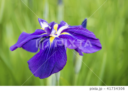 【花菖蒲】 41734306