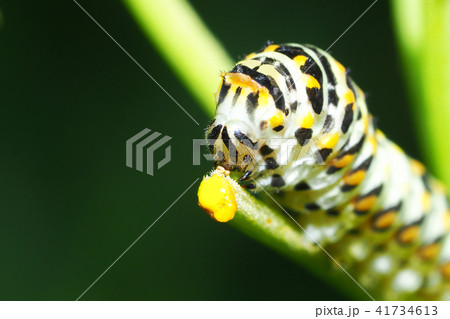 キアゲハ（幼虫） 41734613