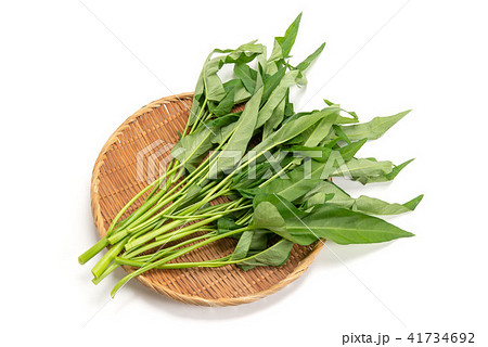 中国野菜の空芯菜 中国野菜の空芯菜 41734692