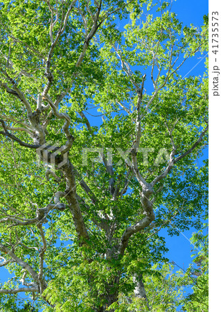 ダケカンバの新緑 ダケカンバの新緑 41735573