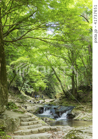 新緑の赤目渓谷 新緑の赤目渓谷 41737651