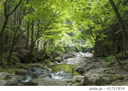 新緑の赤目渓谷 41737654