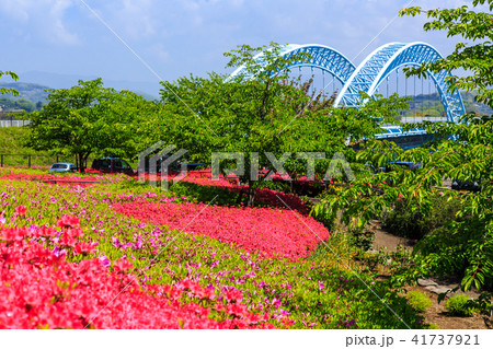 新西海橋とツツジ　【長崎県西海市】 41737921