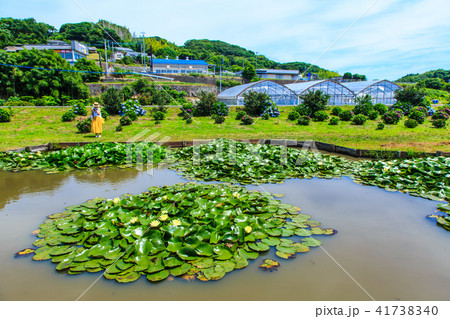 唐比ハス園 スイレンの花 【長崎県諫早市】 唐比ハス園 スイレンの花 【長崎県諫早市】 41738340