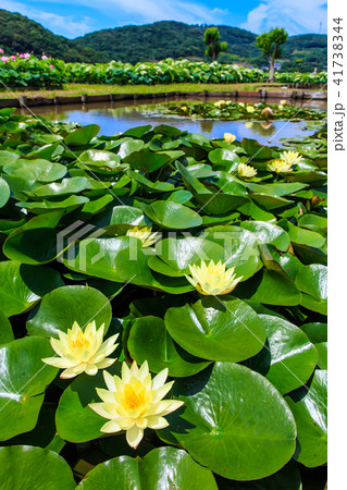 唐比ハス園 スイレンの花 【長崎県諫早市】 唐比ハス園 スイレンの花 【長崎県諫早市】 41738344