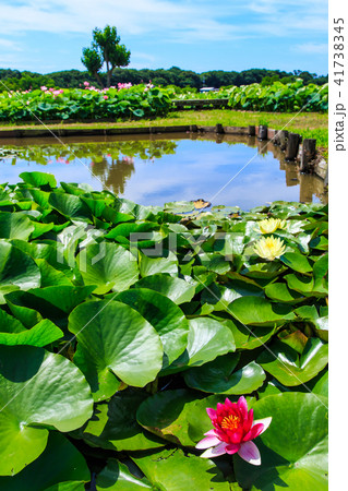 唐比ハス園 スイレンの花 【長崎県諫早市】 唐比ハス園 スイレンの花 【長崎県諫早市】 41738345