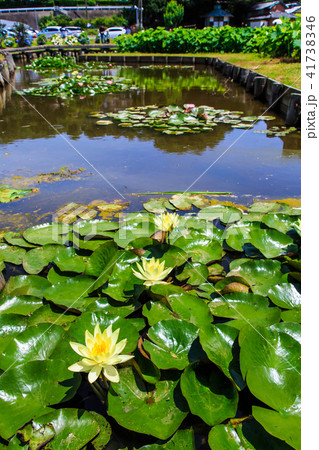 唐比ハス園　スイレンの花　【長崎県諫早市】 41738346