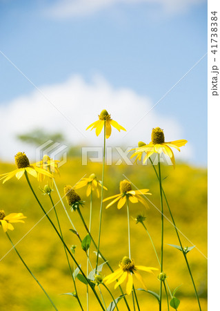 野生の黄色い花の写真素材