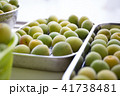 2018年の梅酒づくり　窓際で新鮮な梅を天日干し 41738481