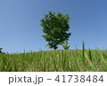 青空を背景に公園の一本木を撮影しました。 41738484