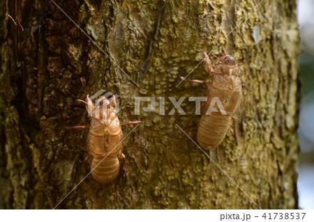 Beautiful nature scene macro cicada molting 41738537