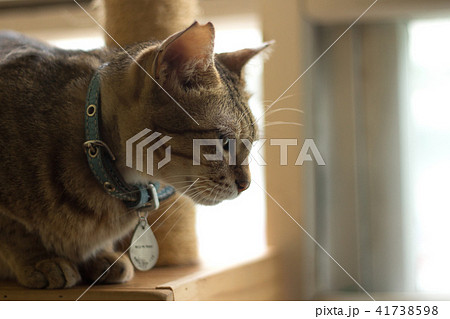 猫 ねこ ネコ 41738598