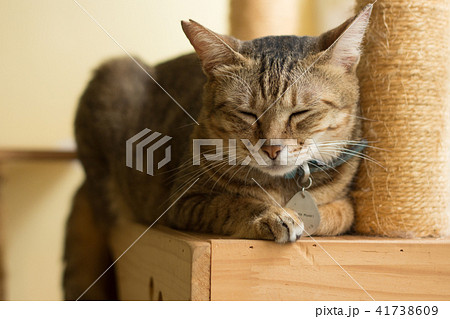 猫 ねこ ネコ 41738609