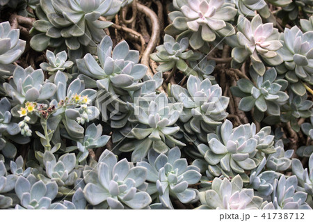 多肉植物 植物 工場 41738712