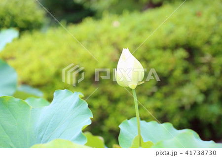 ハスの花 ハスの花 41738730