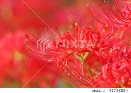 彼岸花 41738829