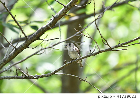 コサメビタキ・桜 41739023