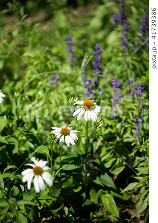 白いエキナセアの花	 41739386