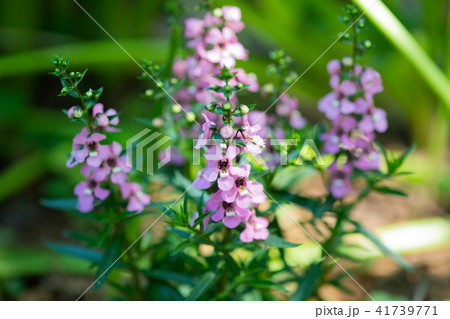 ピンク色のアンゲロニアの花のアップ	 41739771