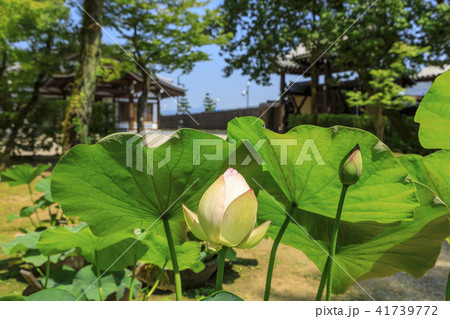 唐招提寺　ハス 41739772