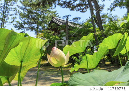 唐招提寺　ハス 41739773