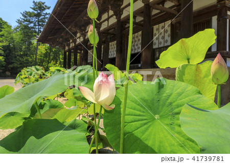 唐招提寺　ハス 41739781