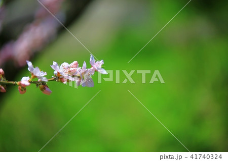 桃の花 花 ピンク 41740324