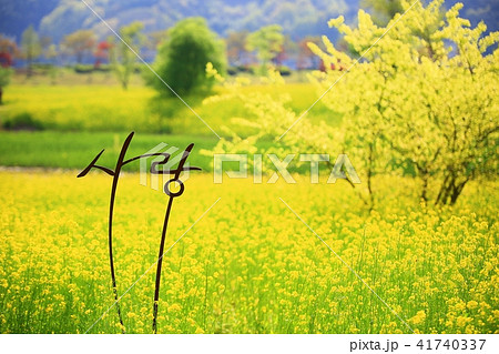 菜の花 春 黄色 41740337