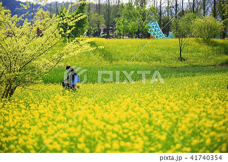 春 花畑 菜の花 41740354