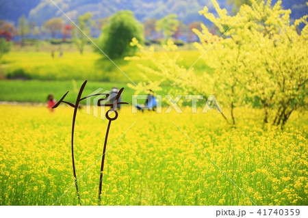 春 花畑 菜の花 41740359