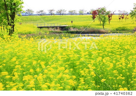観光地 順天市 湖 41740362