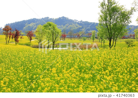 順天市 草原 菜の花 41740363