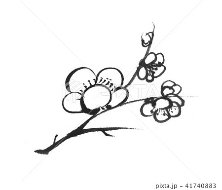 かっこいい 梅 の 花 イラスト 白黒 Homu Interia