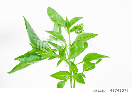 Ocimum basilicum or hairy basil leaf. Ocimum basilicum or hairy basil leaf. 41741075