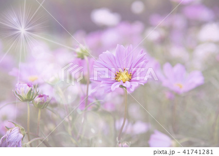 Cosmos Flower soft blur for background 41741281