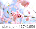 桜 41741659