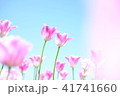 チューリップ 41741660