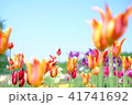 チューリップ 41741692